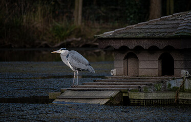 Grey heron hunting for prey at a lake in the nature