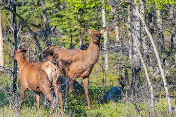 Wild elk seen in the boreal forest of Canada during summer time. Animals in the wilderness. 