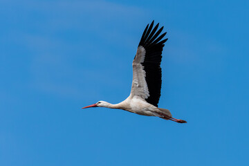 Stork in flight. Stork in their natural environment.