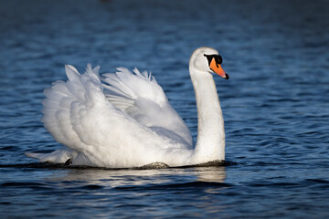 Swan of beauty