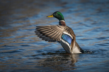 Such a fine set of feathers