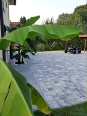 Exotischer Garden in Steiermark Austria Palme Bananenbäume Villa  whirlpool aufblasbar...