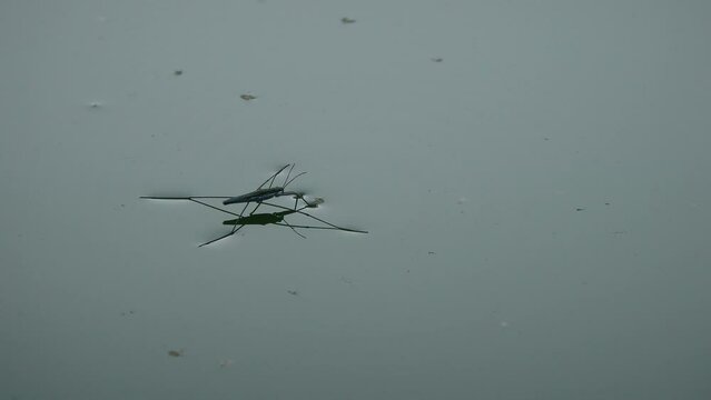Common pond skater or common water strider (Gerris lacustris) on the surface of the water, medium shot.