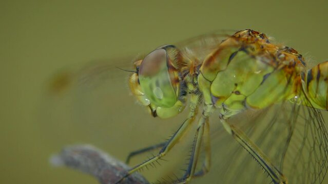 Yellow Vagrant darter (Sympetrum vulgatum): head and compound eyes, side view, extreme close-up.