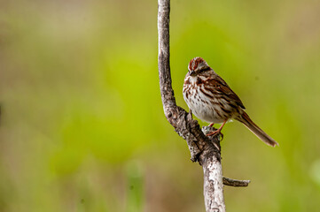 Song Sparrow (Melospiza melodia)