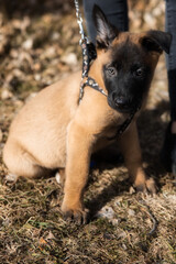 belgian shepherd malinois puppy