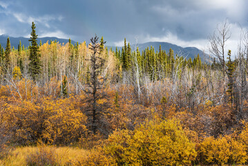 Bright yellow trees in northern Canada in peak fall season with bright blue sky behind the...