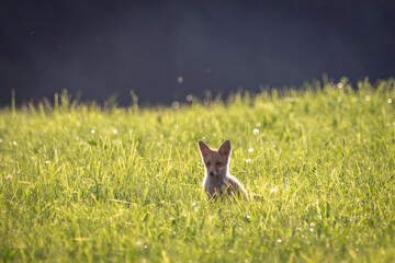 Junger Fuchs in der Wiese