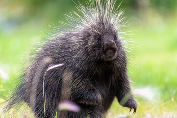 Close up face of a wild porcupine seen in summer time with blurred green, healthy background.  - obrazy, fototapety, plakaty