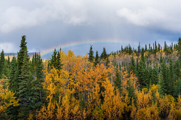 Bright yellow trees in northern Canada in peak fall season with bright blue sky behind the isolated, wilderness landscape below. 