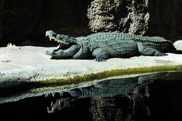 Alligator lying in the sun with his mouth open and showing his sharp white teeth.