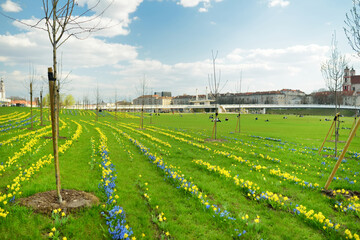 Rows of beautiful yellow daffodils and blue scillas blossoming on spring day.
