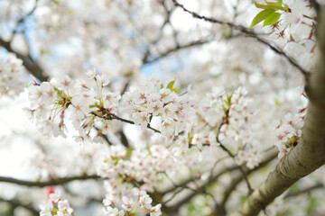 Beautiful cherry tree blossoming on spring. Tender cherry branches on sunny spring day outdoors.
