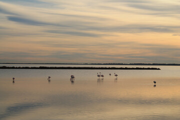 Beautiful Pink flamingos in Camargue pond, botanical and zoological nature reserve in France
