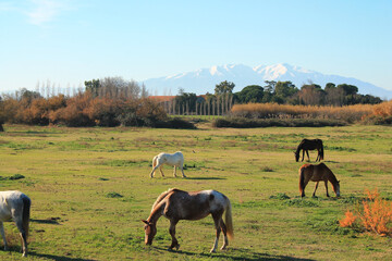 Beautifull horses near Perpignan in the south of France
