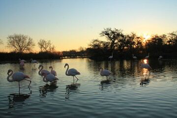 Beautiful Pink flamingos in Camargue pond, botanical and zoological nature reserve in France
