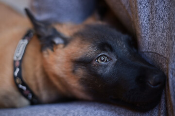 belgian shepherd malinois puppy