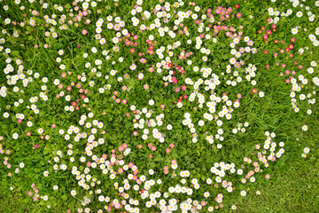 Beautiful meadow in springtime full of flowering white and pink common daisies on green grass. Bellis perennis. © MNStudio