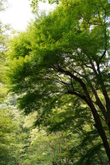 パワー溢れる新緑