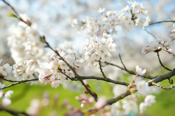 Beautiful cherry tree blossoming on spring. Tender cherry branches on sunny spring day outdoors.
