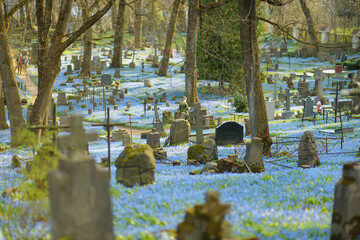 Blue scilla siberica spring flowers blossoming in Bernardine cemetery, one of the three oldest...