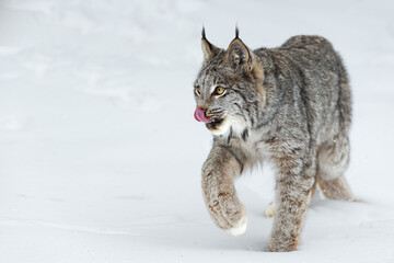 Canadian Lynx (Lynx canadensis) Turns and Walks Left Tongue Out Winter - 489450211