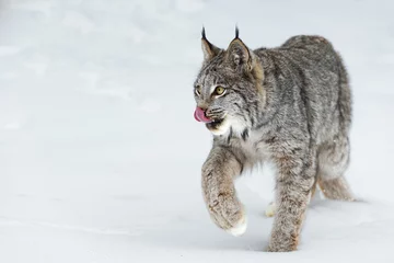Schilderijen op glas Canadian Lynx (Lynx canadensis) Turns and Walks Left Tongue Out Winter © hkuchera