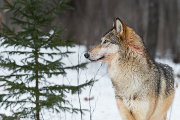 Grey Wolf (Canis lupus) With Blood on Fur Stands Next to Pine Tree Winter