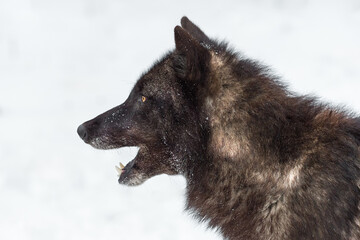 Black Phase Grey Wolf (Canis lupus) Looks Left Against White Mouth Open Winter