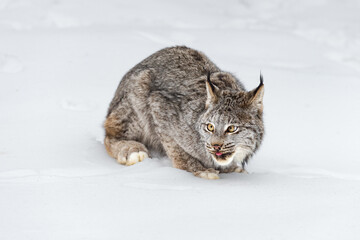 Canadian Lynx (Lynx canadensis) Crouches in Snow Tip of Tongue Out Winter