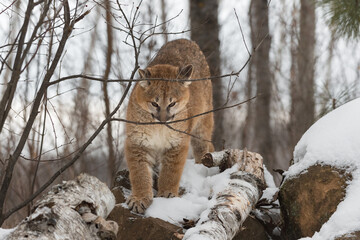Female Cougar (Puma concolor) Sniffs at Branch Winter