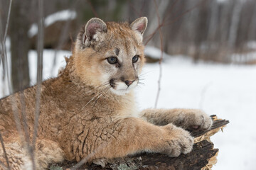 Female Cougar (Puma concolor) Lies on Log Looking Right Winter