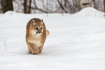 Female Cougar (Puma concolor) Turns to Run Through Snow Winter