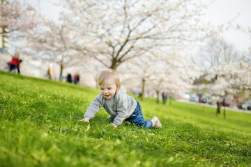 Cute toddler boy playing in blooming cherry tree garden on beautiful spring day. Adorable baby having fun outdoors.