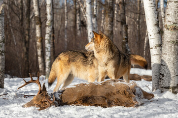 Two Grey Wolves (Canis lupus) Stands Over Body of White-Tail Deer Buck Winter