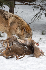 Obraz premium Grey Wolf (Canis lupus) Eye Over Body of White-Tail Deer Winter