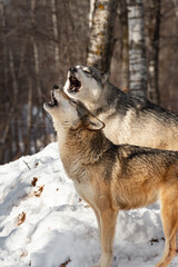 Obraz premium Grey Wolves (Canis lupus) Raise Heads to Howl Winter