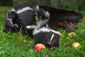 Naklejka premium Striped Skunk (Mephitis mephitis) Kit and Apple Adult Grabs Kit in Background Summer