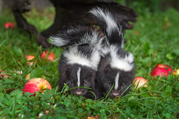 Pair of Striped Skunk (Mephitis mephitis) Kits Stands Together Summer