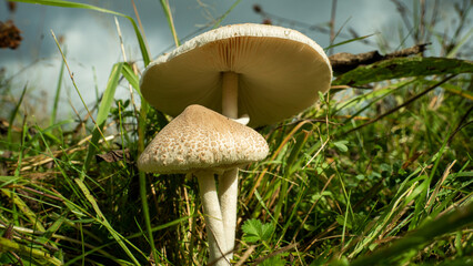 Parasol Mushrooms also known as giant toadstool