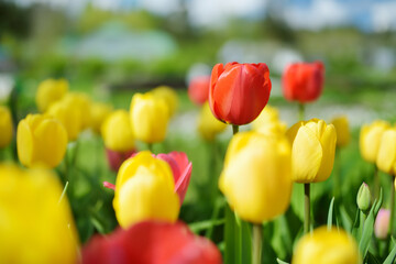 Colorful tulips grow in flower bed in the spring garden.