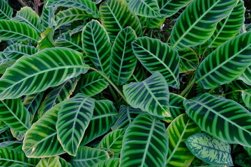 かわいい緑色の植物