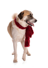 Great Pyrenees or Pyrenean mountain dog with a red scarf