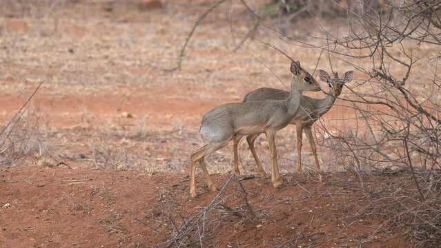 Kirks Dik-dik - Madoqua kirkii small brown antelope native to Eastern Africa and one of four species of dik-dik antelope, big eyes small horns big ears, grass eater.