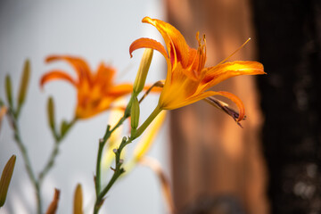 Obraz premium orange daylily flower in sunlight