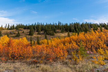 Fall  colored plants in a golden landscape from Yukon Territory, northern Canada in September,...