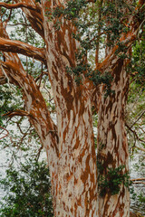 arayan tree
