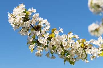 blue sky flower spring garden