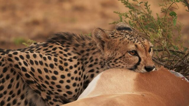 Cheetah - Acinonyx jubatus  large cat native to Africa and central Iran, fastest land animal from savannahs, eating just hunted impala, bloody meat and hungry beautiful cat predator.