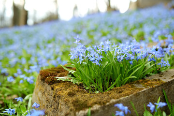 Blue scilla siberica spring flowers blossoming in Bernardine cemetery, one of the three oldest graveyards in Vilnius, Lithuania - obrazy, fototapety, plakaty
